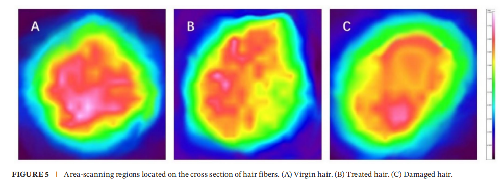 希科检测,安利,头发热损伤模型,研究成果, SCI 期刊