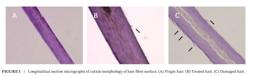 希科检测,安利,头发热损伤模型,研究成果, SCI 期刊