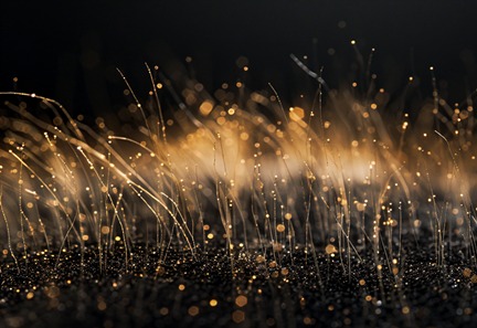 Scalp Care Efficacy Evaluation