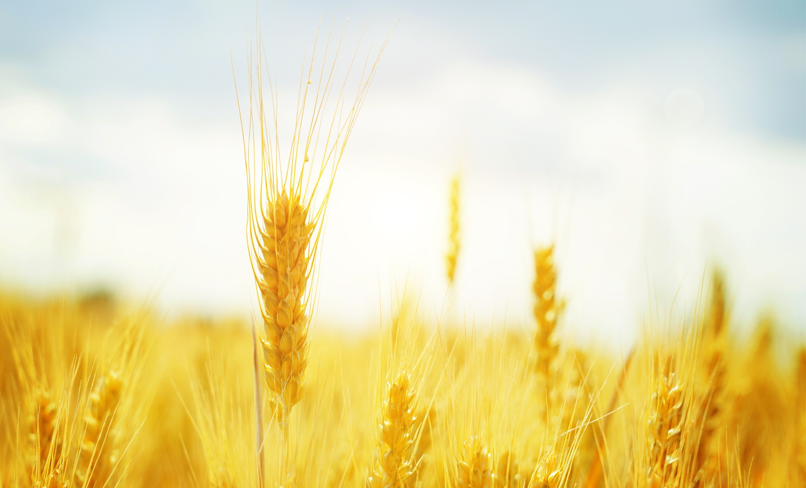 Annual Review: Data Analysis of Microbial Fertilizers Registered in China in 2023