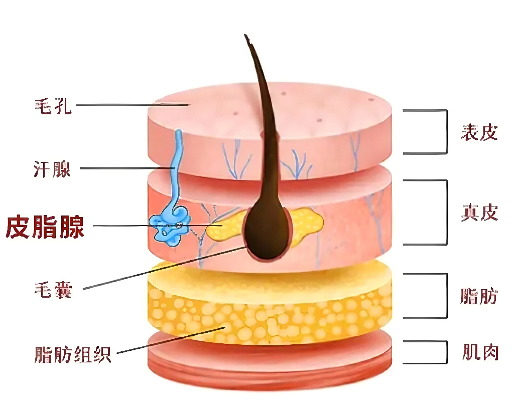 控油,体外功效,皮肤,皮脂