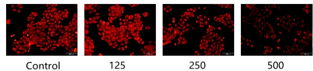 控油,体外功效,皮肤,皮脂