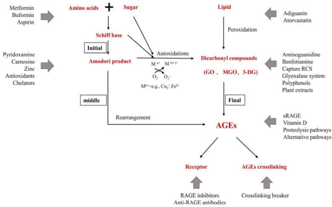 肌肤,化妆品,抗糖化,功效,评估