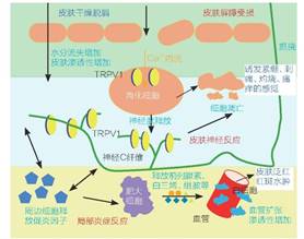 敏感肌,皮肤,敏感