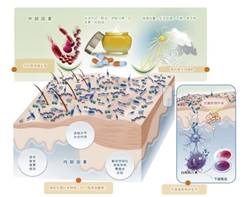 敏感肌,皮肤,敏感