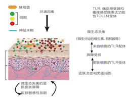 敏感肌,皮肤,敏感