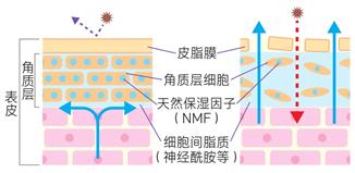 敏感肌,皮肤,敏感