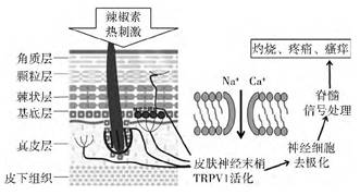 敏感肌,皮肤,敏感