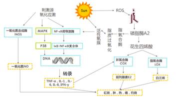 敏感肌,皮肤,敏感