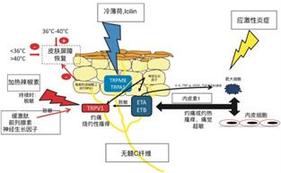 敏感肌,皮肤,敏感