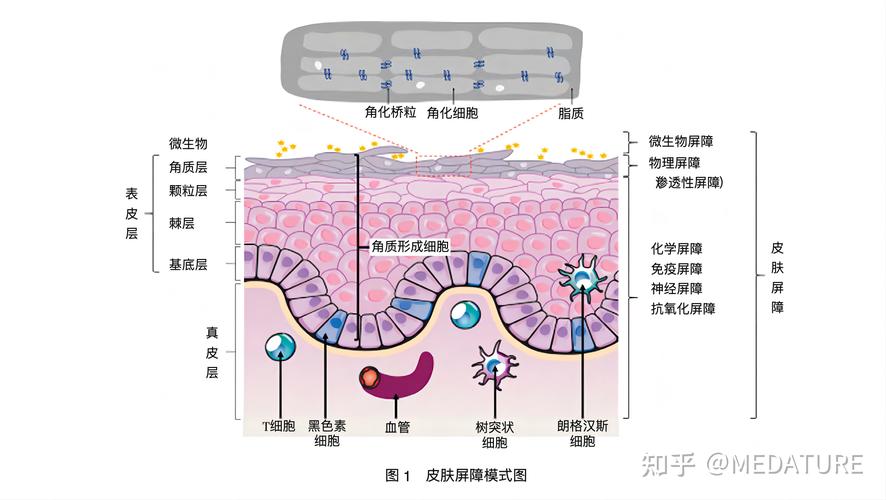 敏感肌,护理类,成分,功效评估