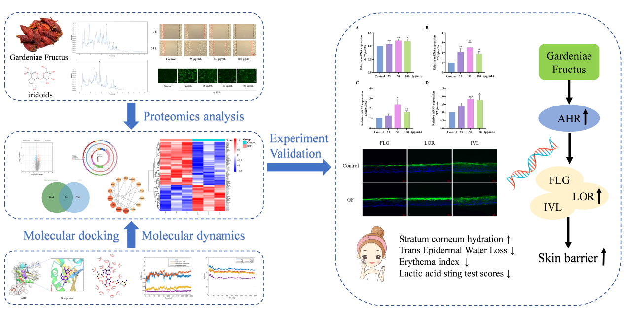 SCI期刊,科新生物,君裕集团,栀子提取物,增强,表皮屏障机制