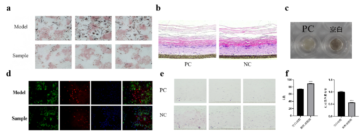 SCI期刊,科新生物,君裕集团,栀子提取物,增强,表皮屏障机制
