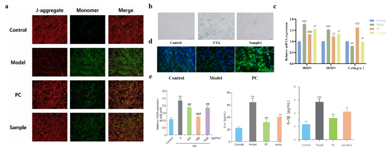SCI期刊,科新生物,君裕集团,栀子提取物,增强,表皮屏障机制